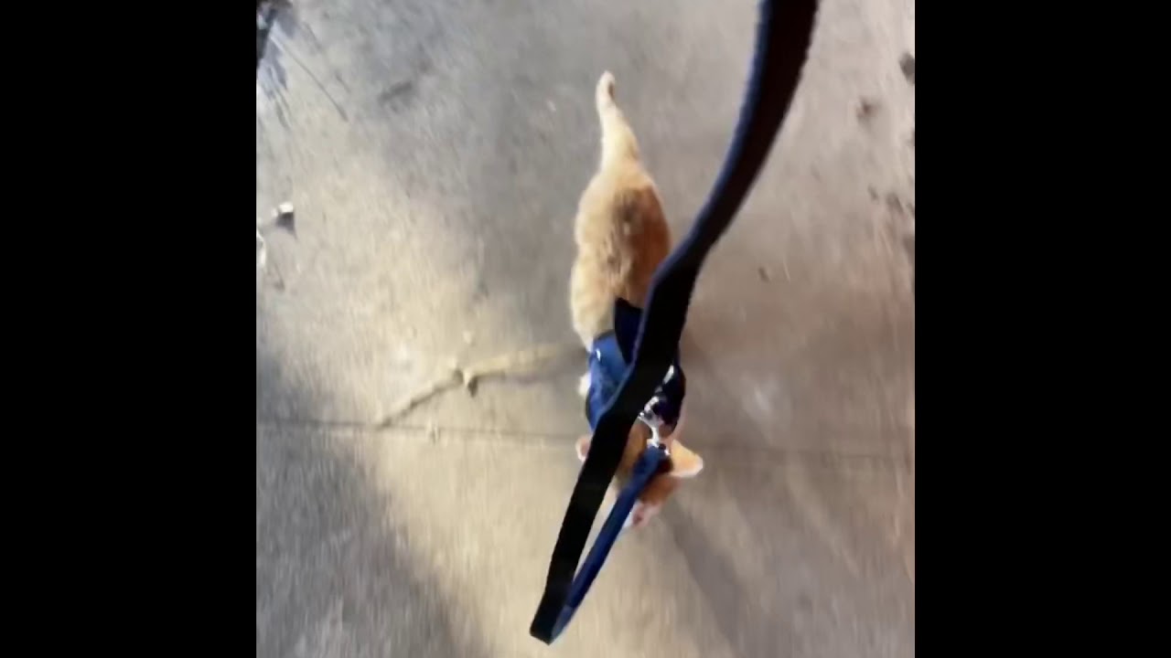 Leo learning to walk on leash 