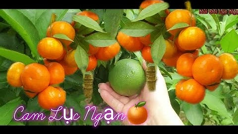 Thăm Vườn Cam Lục Ngạn Của Cậu - Càm Sổ Đỏ l Núi Đồi Lục Ngạn