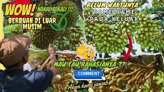 Durian montong berbunga lebat di luar musim ‼️
