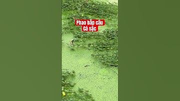 Phao bắp câu cá sặc #cauca #caucasac #fishing #fish