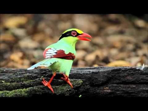 นกสาลิกา สู่ สาลิกาลิ้นทอง | Eager of Know