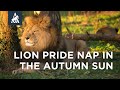 Lion pride snoozing in the autumn sun