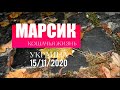 Кошачьи забавы...Марсик в городе!