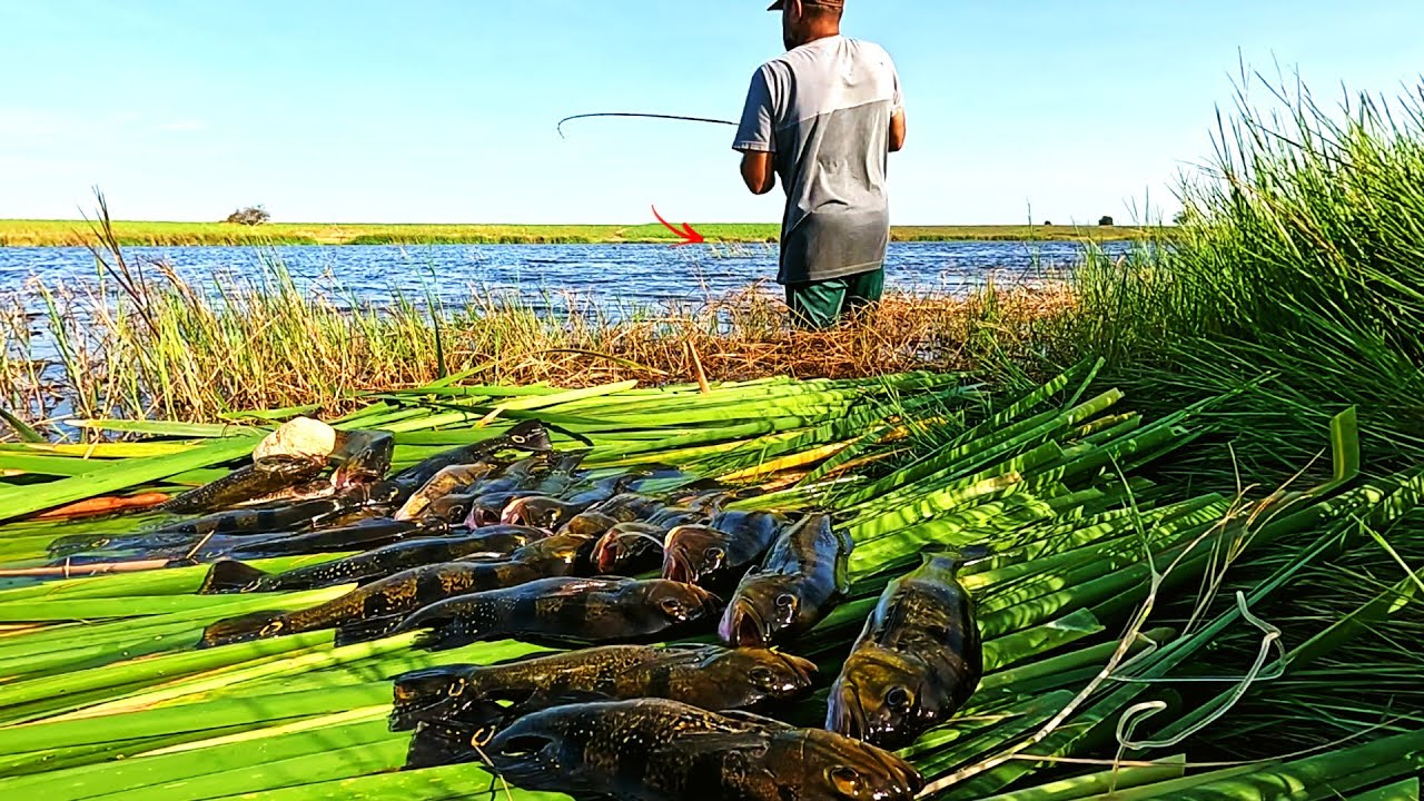 Dá para acreditar!? Lagoa de águas rasteiras com muita. Pescaria.