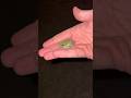 Green Tree Frog