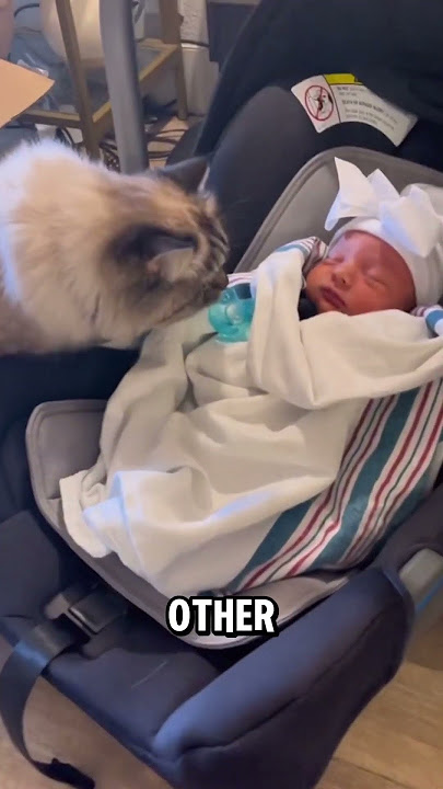 The Right Way to Introduce Your Cat to a Baby (Avoid These Mistakes!)