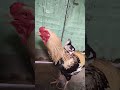 #fightermurga #youtubeshorts #swataseels #swataseels #roosterfarm #roosterfarm #jawachicks#swataseel