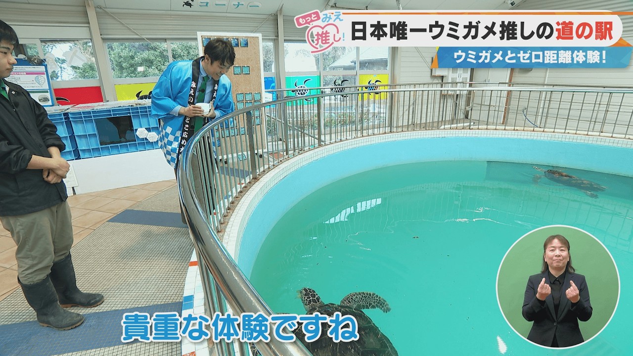 Japan's only roadside station dedicated to sea turtles: Experience