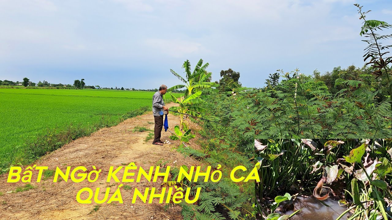 vừa tới làm liền mấy con trê vàng đã tay,