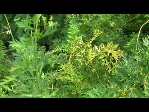POVITITSYA is a dangerous pest!!!! How to deal with it?