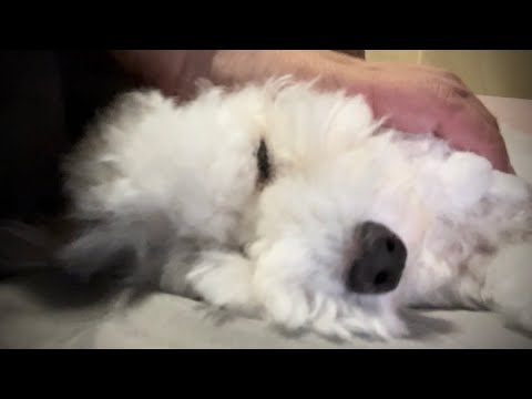 原因不明の体調不良で愛犬の身体から変な音がなります