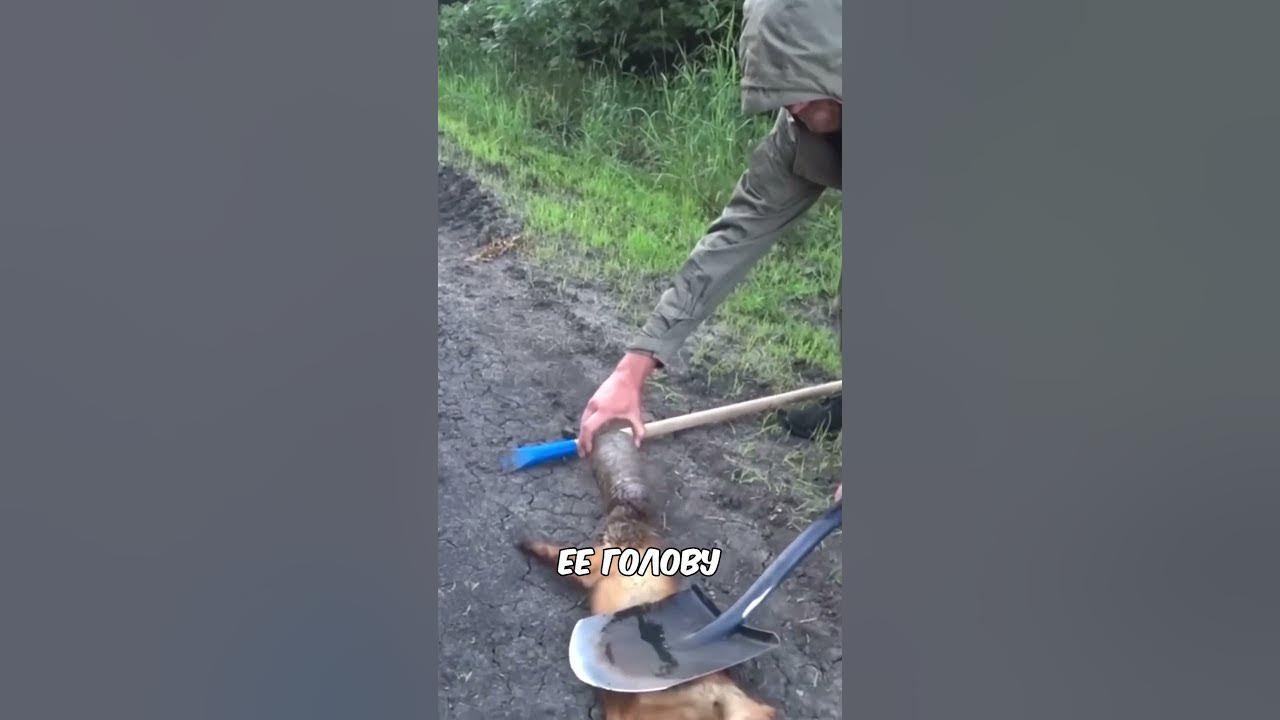 Лиса застряла головой в банке! #добро #животные #спасение - YouTube