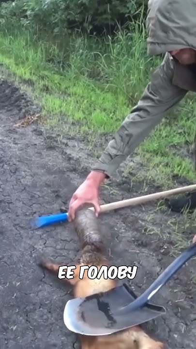 Лиса застряла головой в банке! #добро #животные #спасение - YouTube