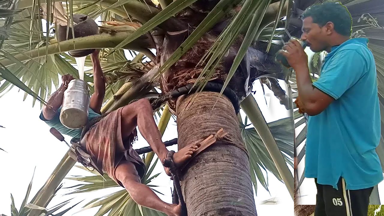 Cool Cool Toddy Neera Wine Collection Video from Palmyra Palm Tree ...