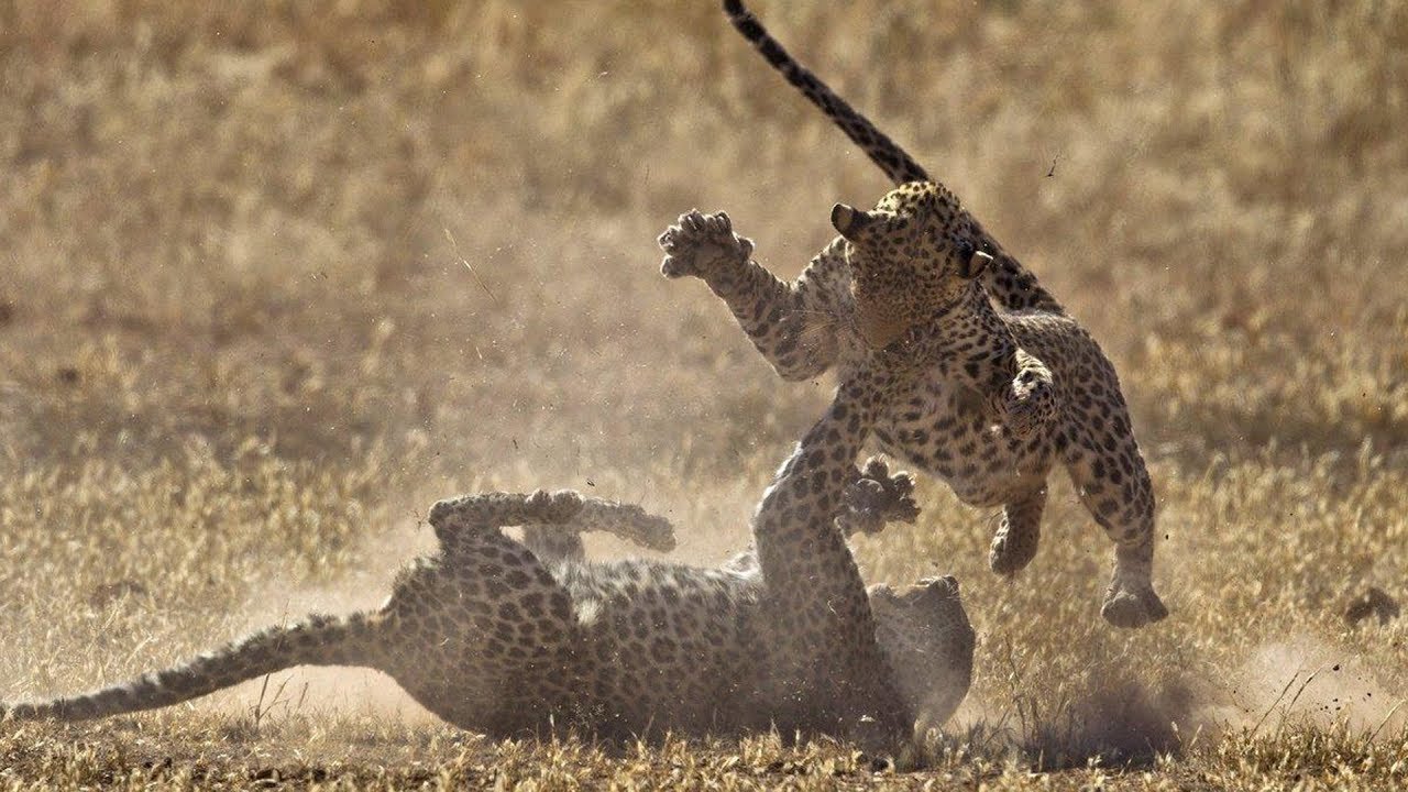 Cheetah Attacks and Kills Cheetah, Cheetah Too Fast | Animal fight back