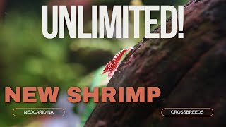 CREATING a SHRIMP FARM!  Step by step TUTORIAL