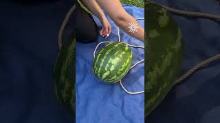 Picnic perfect fruit carrying hack🍉👌