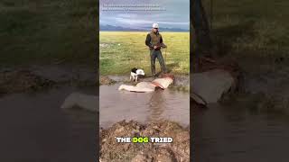 Even the dog wanted to help. #animals #animalfacts #horse #love #help #dog