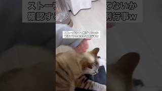 ストーブ近くて愛猫が焦げてないか確認するんだけどみんなもやる？ #猫 #ストーブ #サビ猫 #shorts