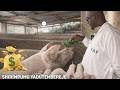 SHIRIMPUMU Adutembereje Ahoo Ingurube Zi Byarira VAF Ingurube Farming SHIRIMPUMU Adutembereje Ahoo Ingurube Zi Byarira VAF Ingurube Farming