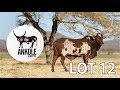 ANKOLE SPECIAL LOT 12