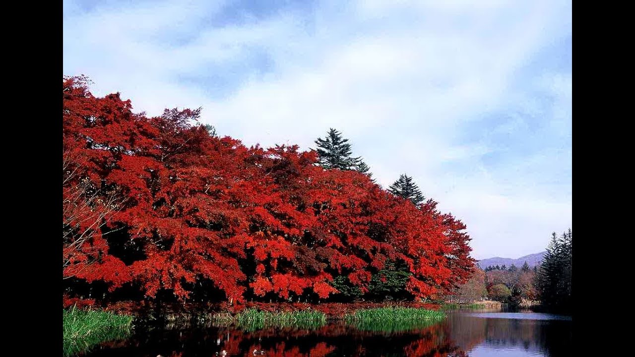 ヴィクトリア女王とアブドゥル Denman Blog2