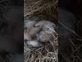 В норе у сурка Тошки#marmot Tosh#cute animals