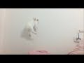 Cute bunny Ivy makes weird jumps, running the walls lterally. Кролик прыгает и бегает по стенам