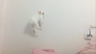 Cute bunny Ivy makes weird jumps, running the walls lterally. Кролик прыгает и бегает по стенам