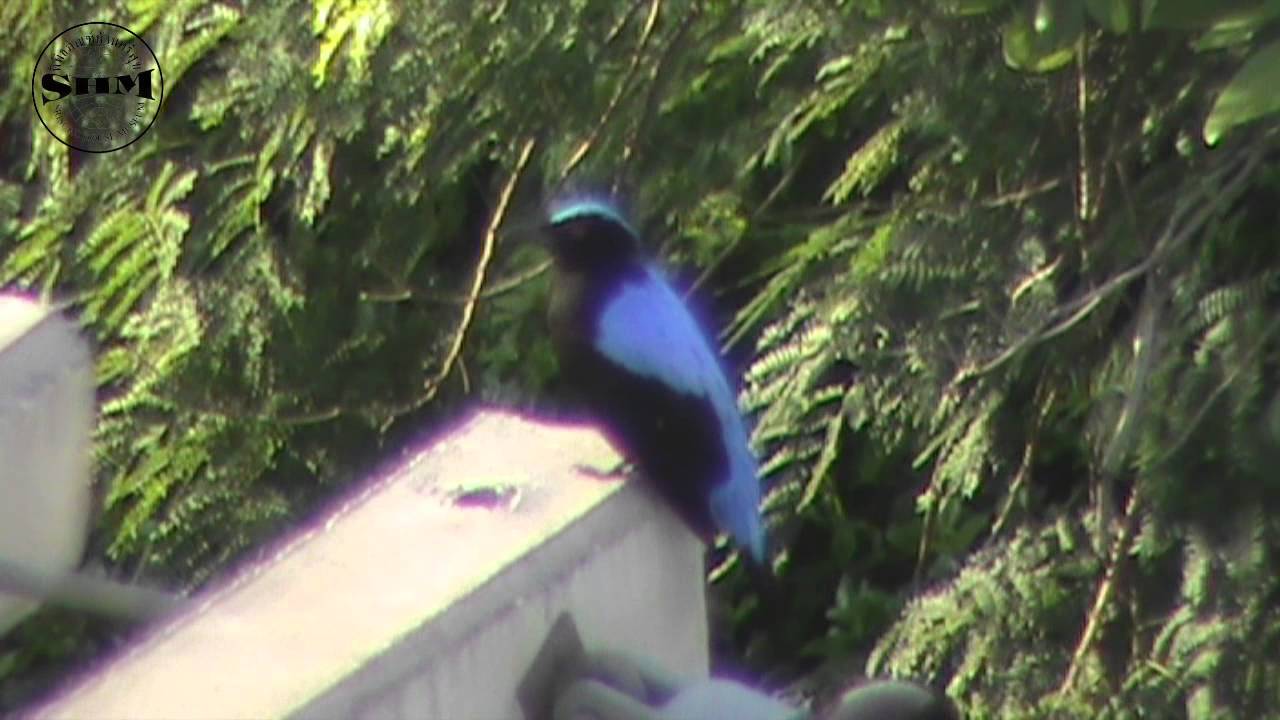 นกเขียวคราม (Asian Fairy-bluebird) 