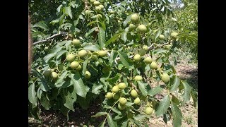 Canceviz Ltd. Ceviz Fidanı Bandirma Chandler Walnut Saplings