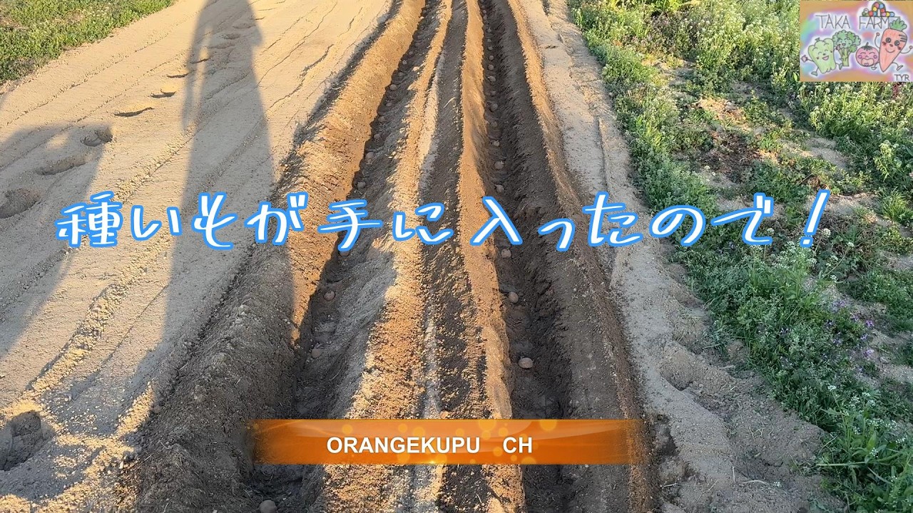 ジャガイモの植付