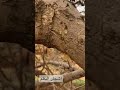 أشجار البطم Explore Foryou Fyp اظنها تسمى المستكة حائل أشجار البطم Explore Foryou Fyp اظنها تسمى المستكة حائل