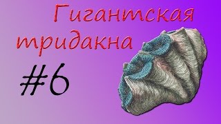 Гигантская тридакна