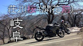 #17 完全にフライング荘川桜下見ツーリング(岐阜)【CBR250RR】