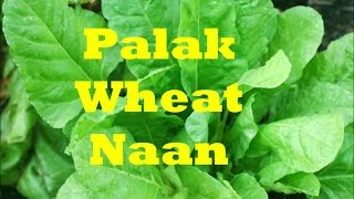 Palak Wheat Naan #Indian Bread 01