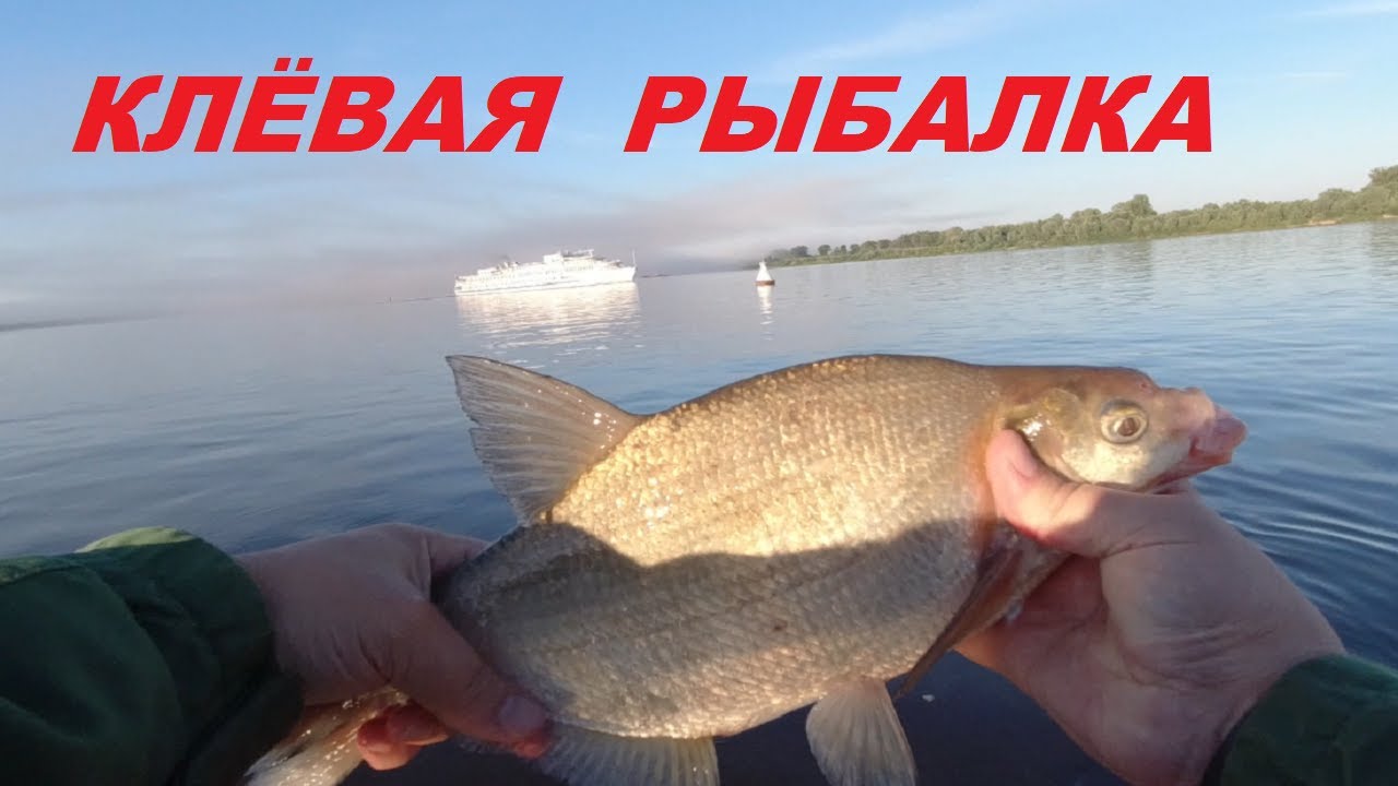 Углич рыбалка на волге