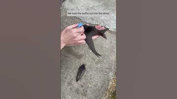 Saving swifts (swallows) hungry and dehydrated #shorts #saving #savingsnimal #funnyvideo #swifts