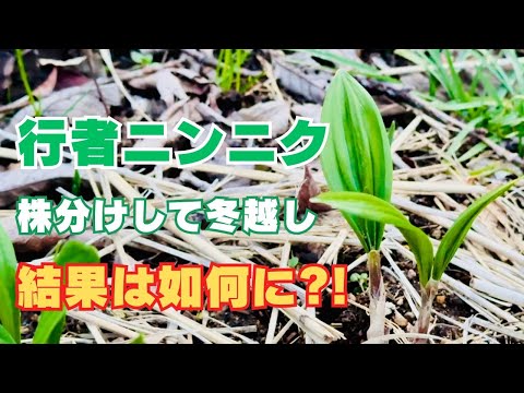 新にんにく　とれたよー テーオー食品 みじん切り にんにく 1kg ( ニンニク / 大蒜