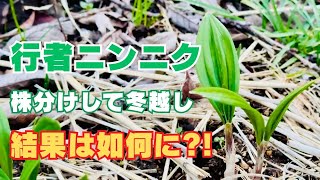 Mythical Wild Vegetables] I multiplied wild garlic by dividing it