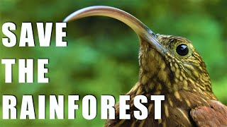 How to Save the Rainforest! Conservation in the Tropics