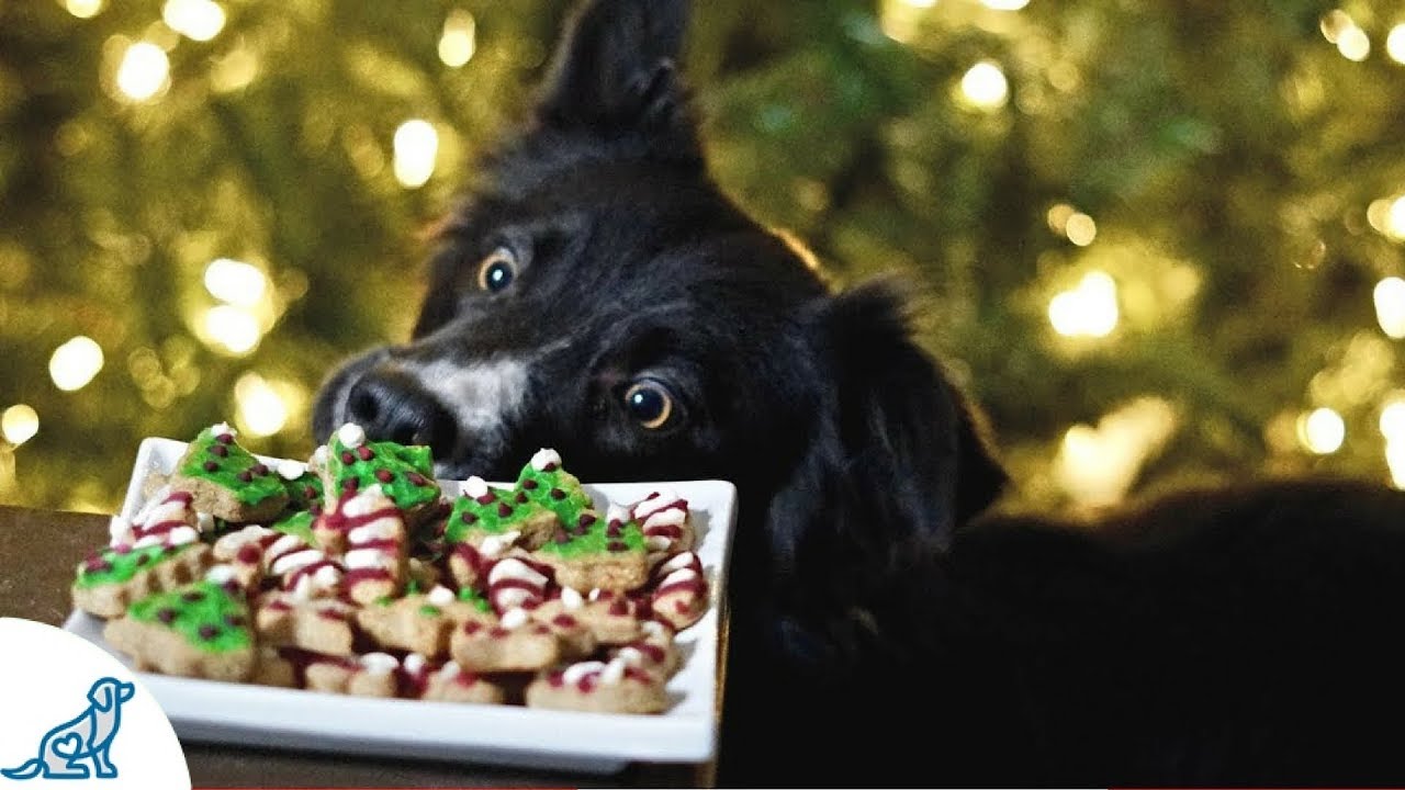 dog christmas cookies