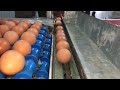 Wow- AFRICA: Ghana’s Biggest poultry farm , 100% automated. From feeding to egg collection and all