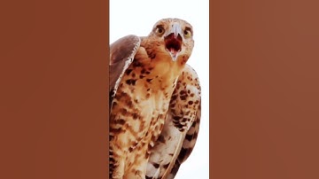 قارئ مبدع لا يتكرر ليته اشتهر كالمنشاوي مقطع بنفس طويل|سورة الذاريات|وذكر فإن |surat dariyat 3antar