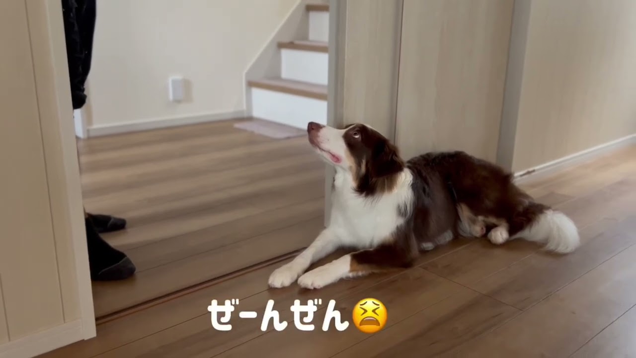 ［ボーダーコリー］家具をズタボロにやられました💦