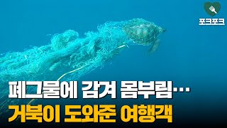 폐그물에 감겨 몸부림치던 거북이 풀어주자 '슈웅'