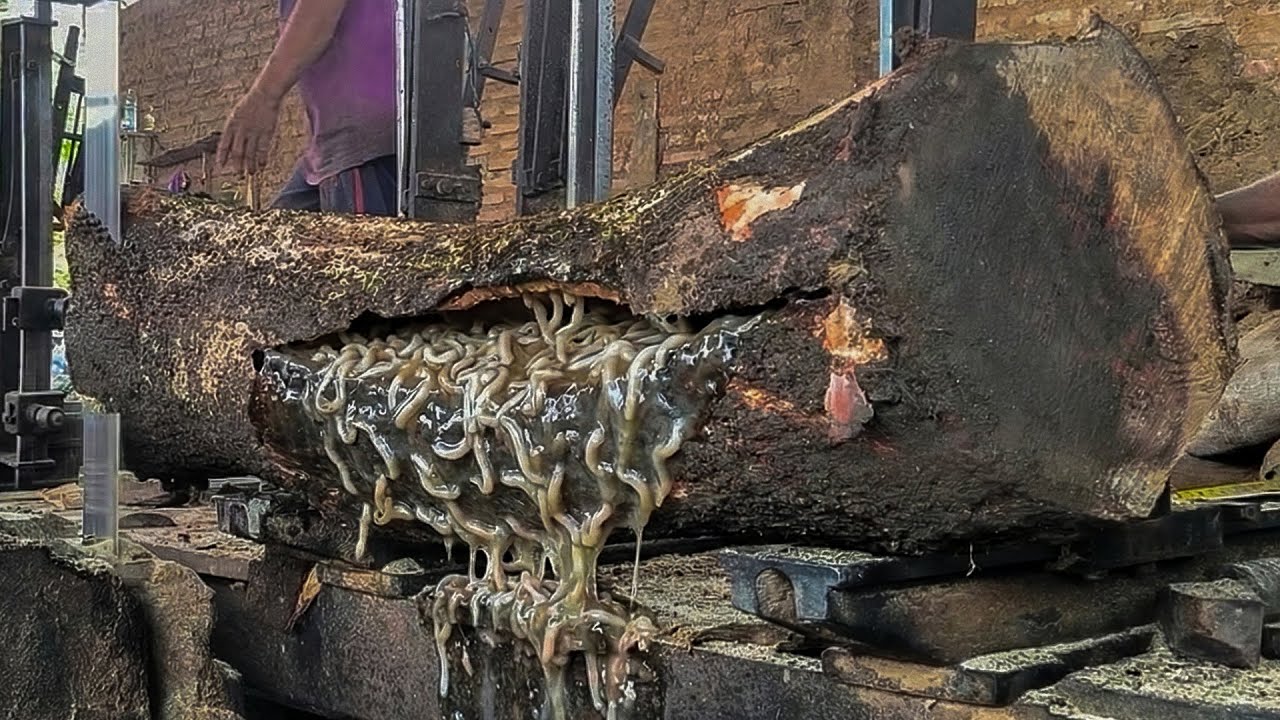 Inside an Extreme Sawmill Processing One of the Largest Trembesi Trees ...