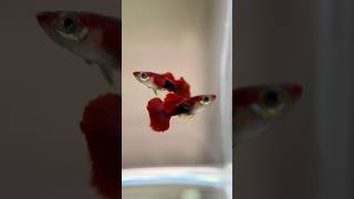 Fancy Guppies available for sale #telugu #aquarium #trending #guppy #guppyfish #viral #aquariumfish