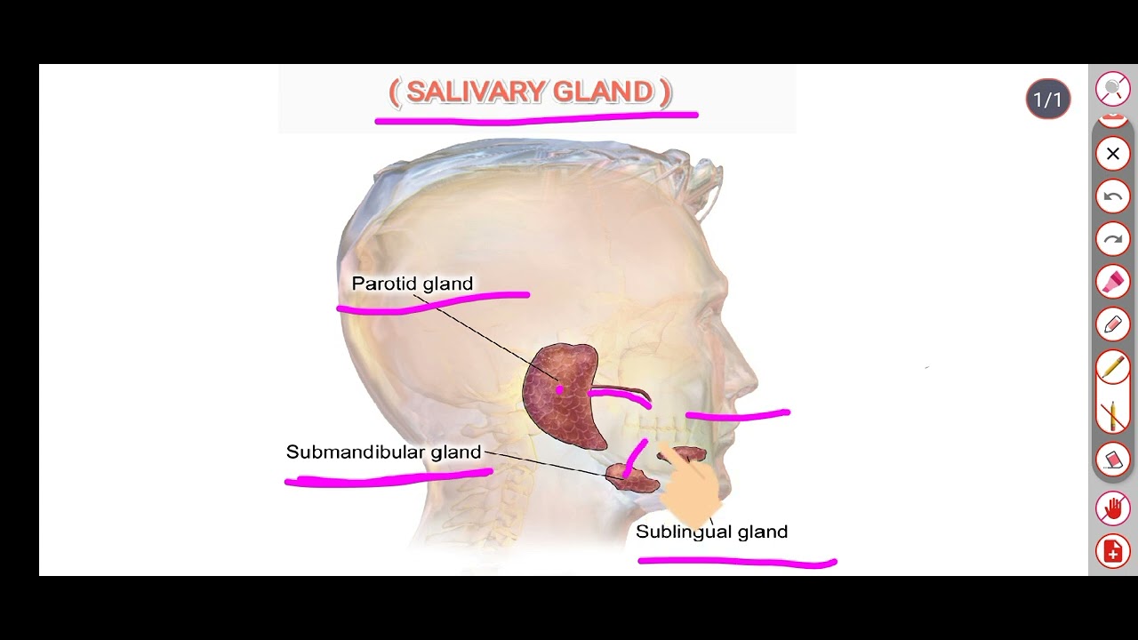 #Salivary