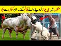 5 Richest Pets in the world | Richest Animal in the World | Urdu | Hindi | Technical Office.